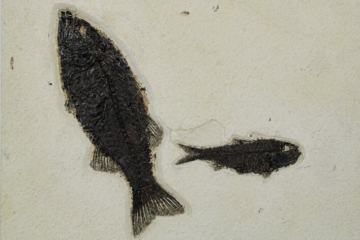 Multiple Fossil Fish (Mioplosus & Knightia) Plate - Wyoming #349296